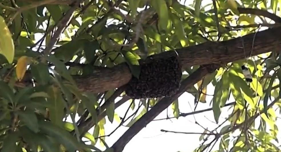 Homem morre após ser atacado por abelhas