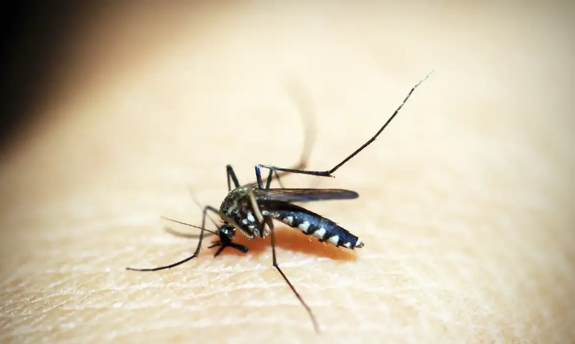 Casos de dengue e chikungunya custaram R$ 1,2 bi ao sistema de saúde