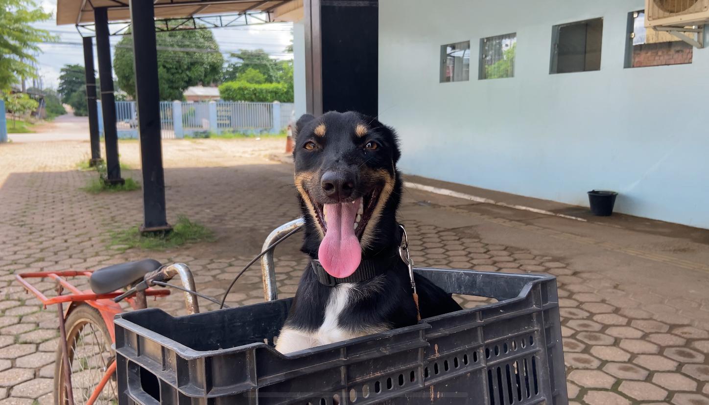 Cadela e filhotes são resgatados e Prefeitura reforça atendimento veterinário