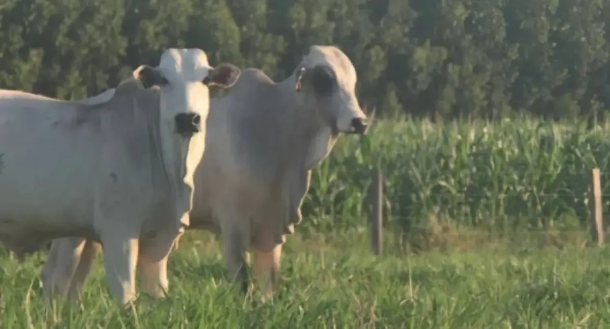 Pecuária sustentável é foco de Dia de Campo com novas tecnologias em Porto Velho
