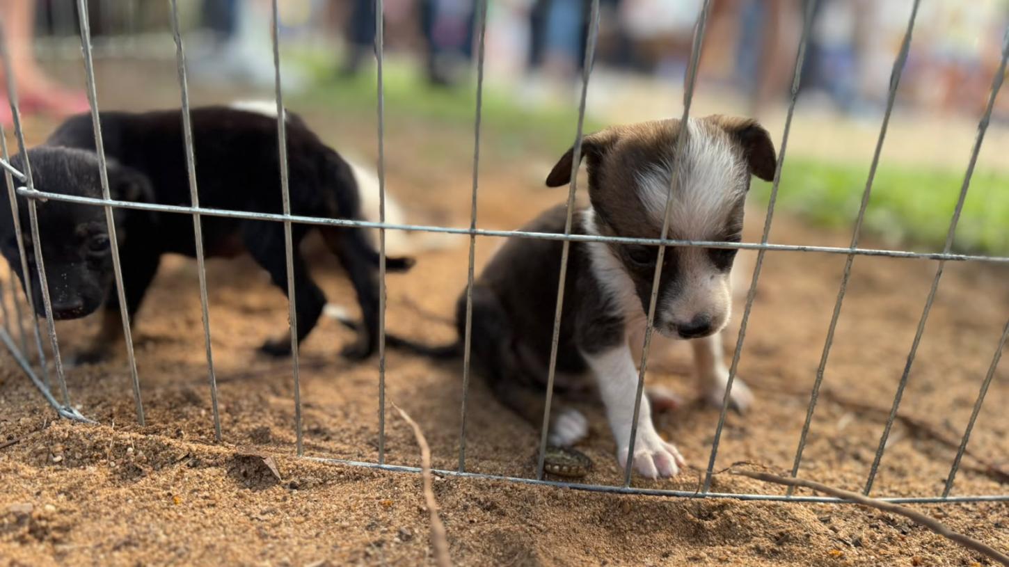 ESTAR ANIMAL - Feira de adoção de animais será realizada na Rua do Lazer no próximo domingo (2)